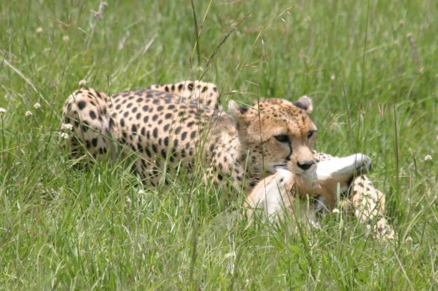 Samburu Aberdares Nakuru Mara Naivasha Amboseli Tsavo East Explorer