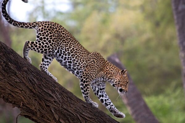 Samburu Leopard on tree