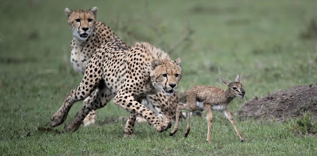 Kenya Special Tour - Explorer Kenya Safaris | Kenya Safari Holidays