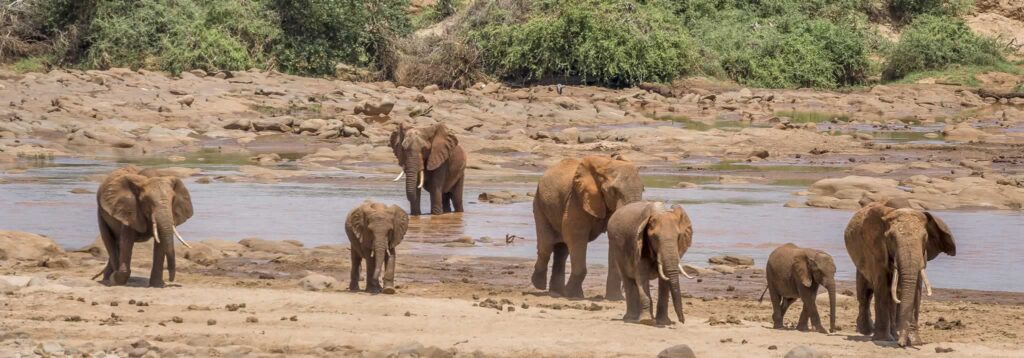 Elephants by the galana river