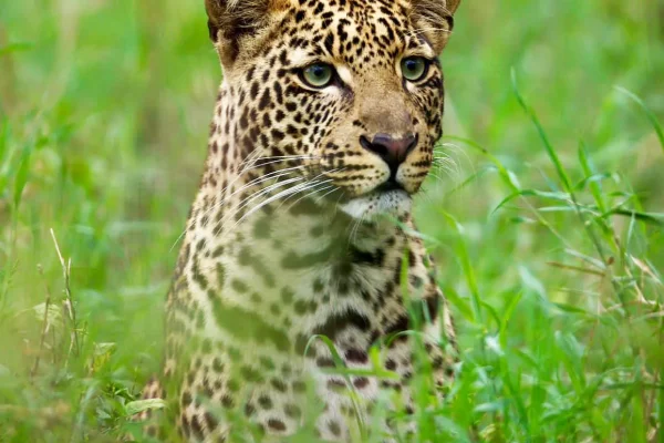 Leopard on game drive Lake Nakuru National Park