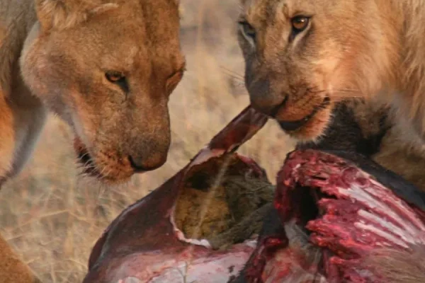 lions feeding amboseli