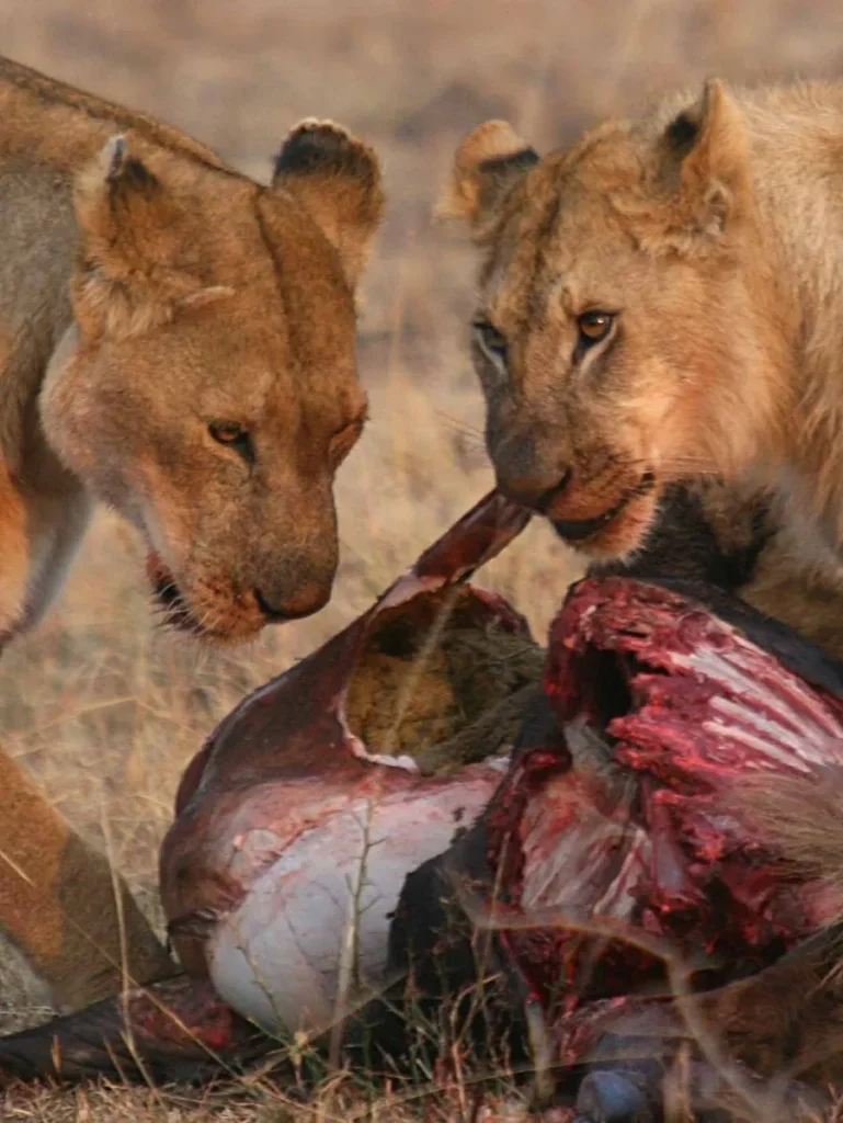 lions feeding amboseli