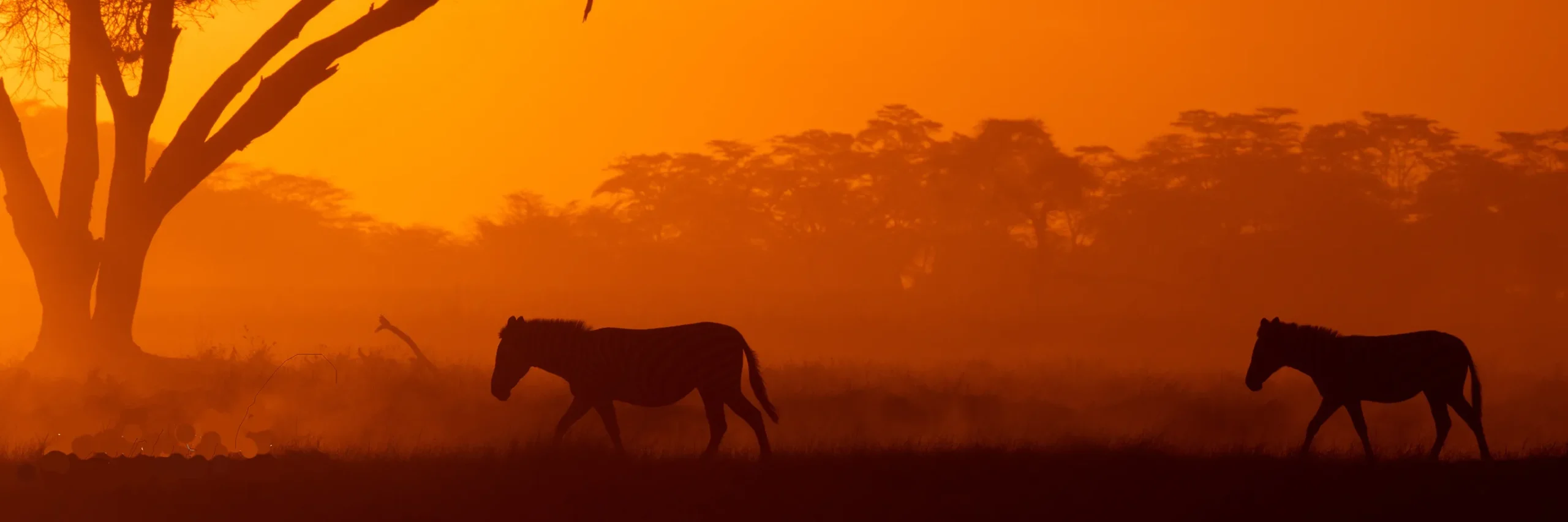 Explorer Kenya Safaris | Kenya Safari Holidays