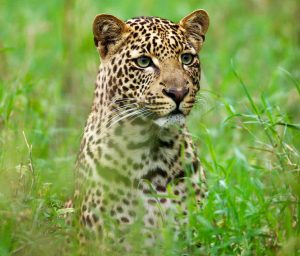 Leopard on game drive Lake Nakuru National Park